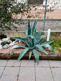 agave americana adulta 