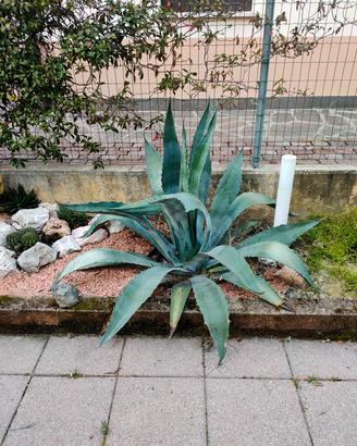 agave americana adulta 