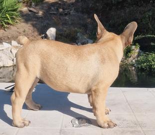 Bulldog francese