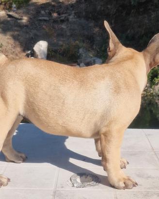 Bulldog francese