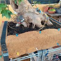 Tappetino in fibra di cocco x bonsai