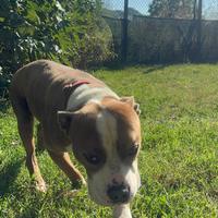 Amstaff maschio
