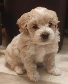 Maltipoo cuccioli