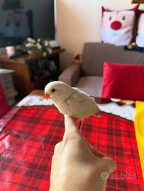 Pappagalli Inseparabili roseicollis