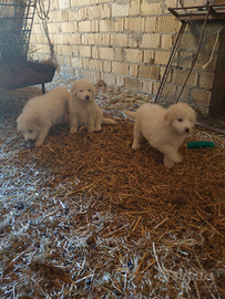 Cuccioli di pastore maremmano