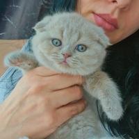 Scottish Fold