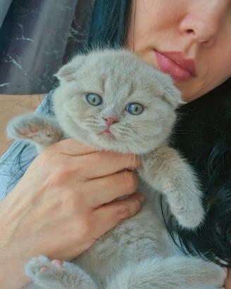 Scottish Fold