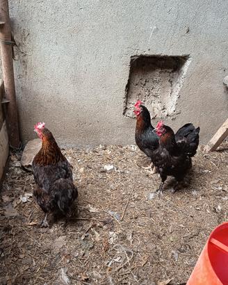 Galline Marans