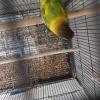 Pappagalli inseparabili personata testanera