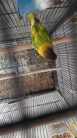 Pappagalli inseparabili personata testanera