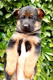 Cuccioli pastore tedesco
