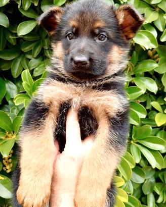 Cuccioli pastore tedesco