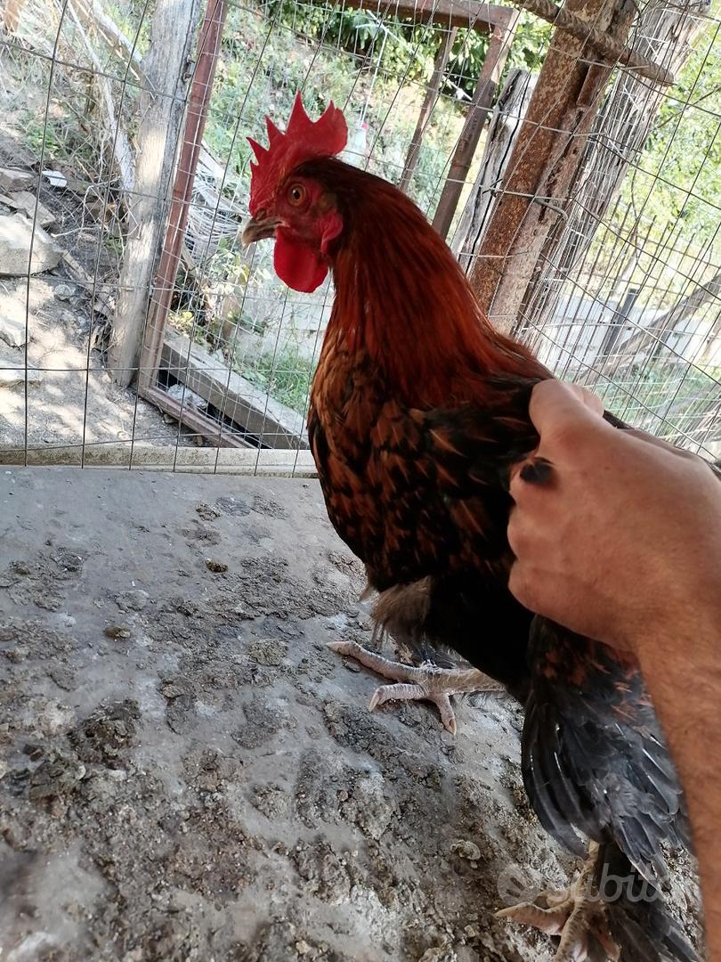 Galline Galli marans Oliver eggs Animali In vendita a Arezzo