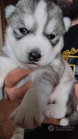 Cuccioli Siberian Husky
