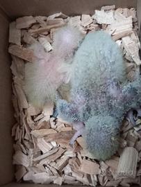 Pulli di parrochietto monaco