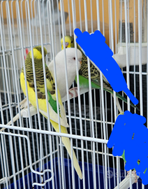 3 giovani cocorite
