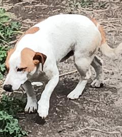 Jack Russell