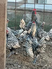 Galline razza Sebright