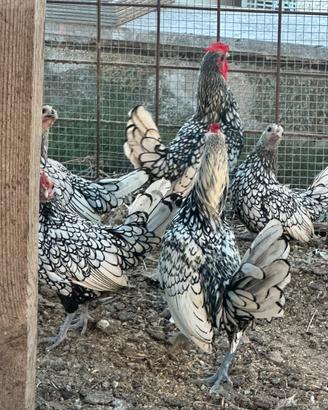 Galline razza Sebright