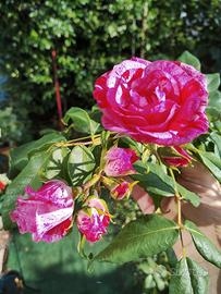 accoglienza in casa / ufficio