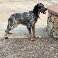 Setter inglese