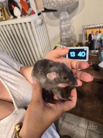 Ratti dumbo da compagnia