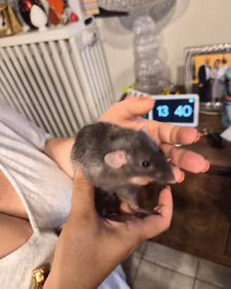 Ratti dumbo da compagnia
