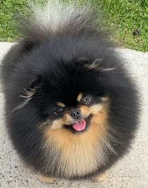 Spitz pomerania ACCOPPIAMENTO black&tan