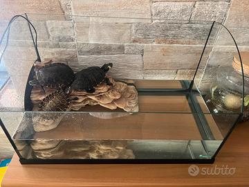 Tartarughiera completa e 3 tartarughe