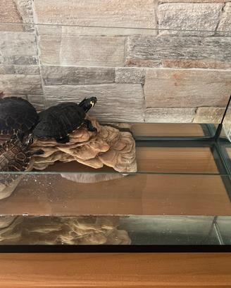 Tartarughiera completa e 3 tartarughe