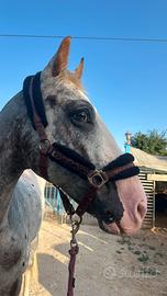 Cavallo