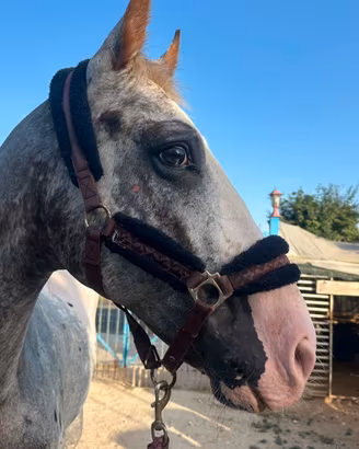 Cavallo