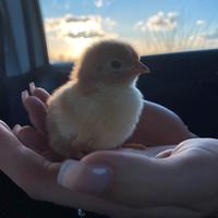 Pulcini Sussex millefiori