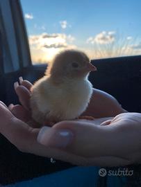 Pulcini Sussex millefiori