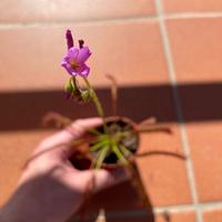 Drosera Capensis - SEMI