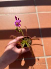 Drosera Capensis - SEMI