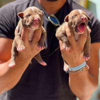 American pitbull terrier