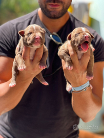 American pitbull terrier