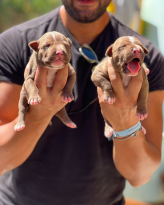 American pitbull terrier