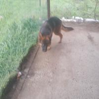 Pastori tedeschi in adozione