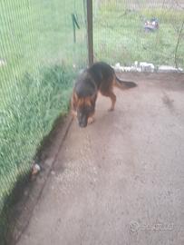 Pastori tedeschi in adozione