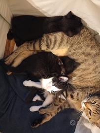 Gattini cresciuti in casa