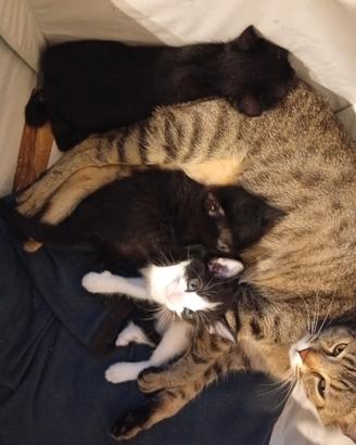 Gattini cresciuti in casa