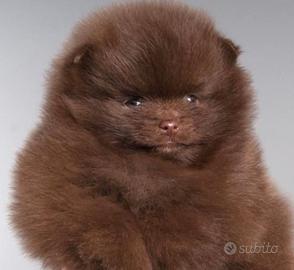 Spitz toy di Pomerania