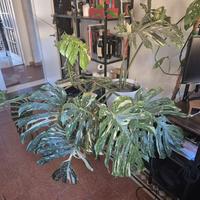 Monstera Thai Constellation + Lechuza