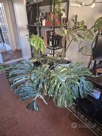 Monstera Thai Constellation + Lechuza