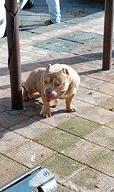 Extreme American Bully