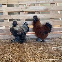 Moroseta - galletti argento e mogano