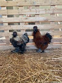 Moroseta - galletti argento e mogano