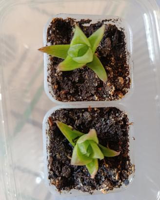 Haworthia 